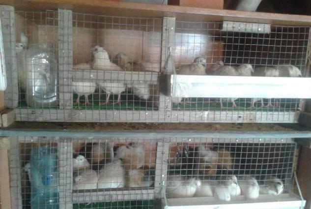 Texas sortu (ag etlik ) bildircinlerin mayali yumurtasin satiram 1eded