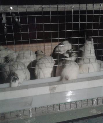 Texas sortu olan bildircinlerin mayali yumurtasin satiram 400,500 qram