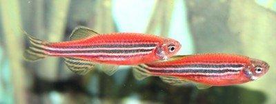Yerli artım danio baliqarı satılır.  Ölçüləri 3,5-4,5 sm. 3-4 cur