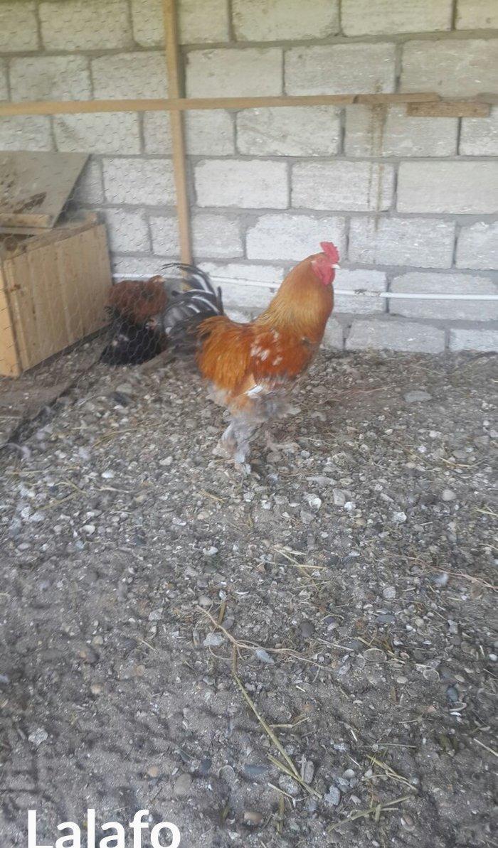 Layt dark buff qold ag bramaorpinqton ve koxin xoruzlari satilir