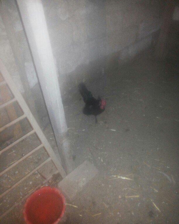 şəkilde gördüyünüz yaponka xoruz satilir. Tam saqlamdi. Qiymeti 14 man