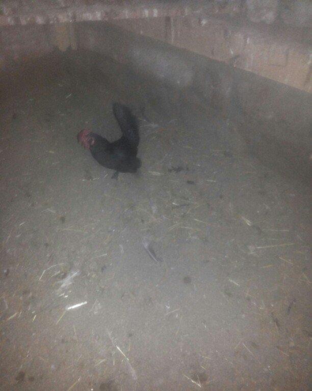 şəkilde gördüyünüz yaponka xoruz satilir. Tam saqlamdi. Qiymeti 14 man