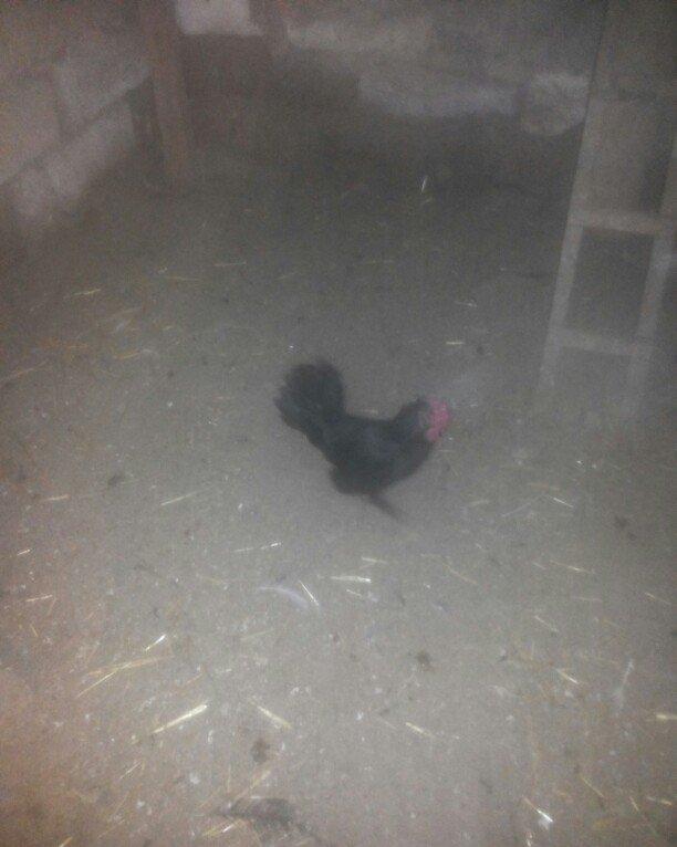 şəkilde gördüyünüz yaponka xoruz satilir. Tam saqlamdi. Qiymeti 14 man