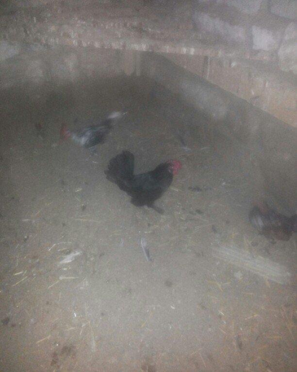 şəkilde gördüyünüz yaponka xoruz satilir. Tam saqlamdi. Qiymeti 14 man