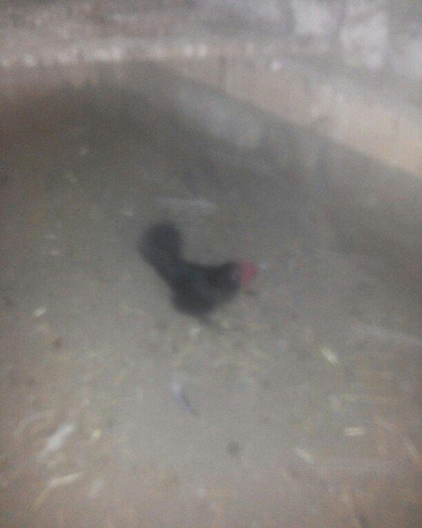 şəkilde gördüyünüz yaponka xoruz satilir. Tam saqlamdi. Qiymeti 14 man