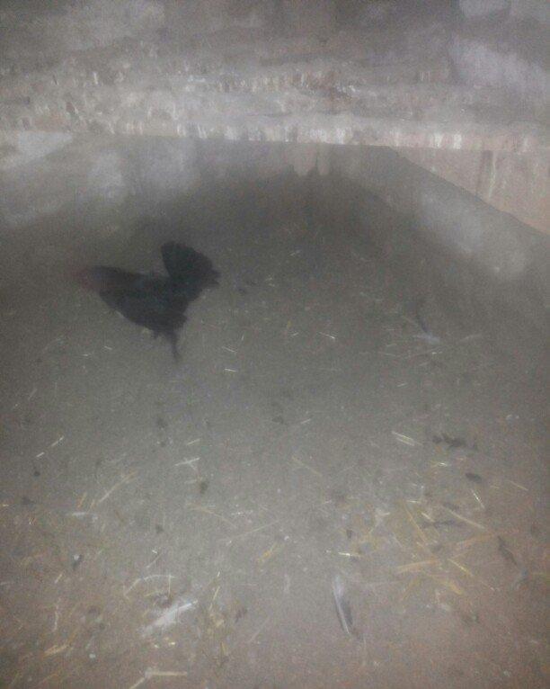 şəkilde gördüyünüz yaponka xoruz satilir. Tam saqlamdi. Qiymeti 14 man