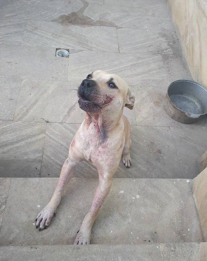 Dişidir, 10 ayliqdir, deri xesteliyi var onuda özüm sagaldacam,