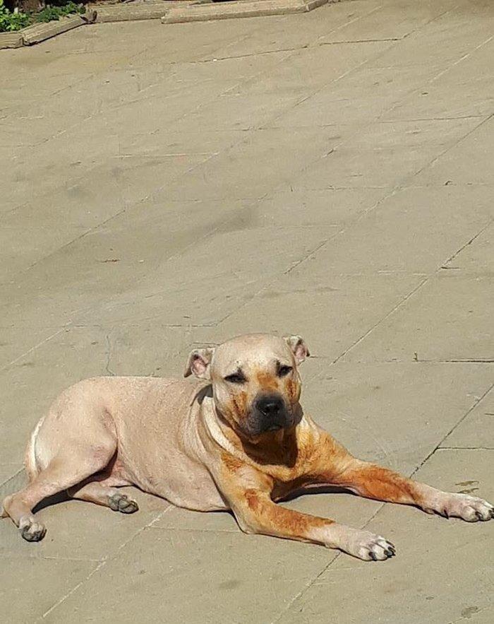 Dişidir, 10 ayliqdir, deri xesteliyi var onuda özüm sagaldacam,