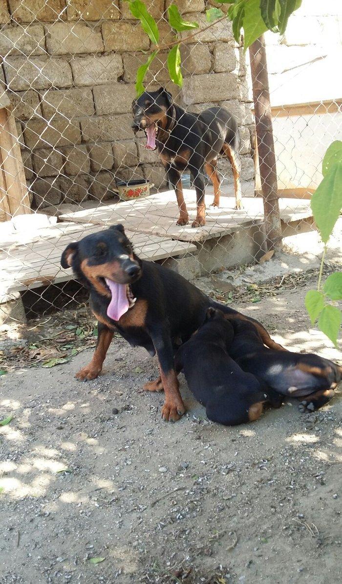 ягдтерер 3.года работает побарсуку супер.ov iti yaqtere 3.yasi var por