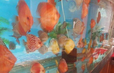 salam Diskus baliqlari tam saglam ve iri olcudediler ikinci ve ucuncu