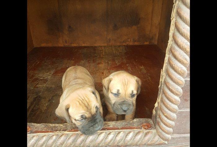 1 balasi var ay yarimliqdi ayliqdi 1 disi 300 manatdir. Moskovadan