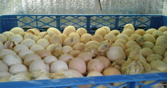 inkubator yigilir, tam avtomatik is rejimine malikdir. her bir sey avt