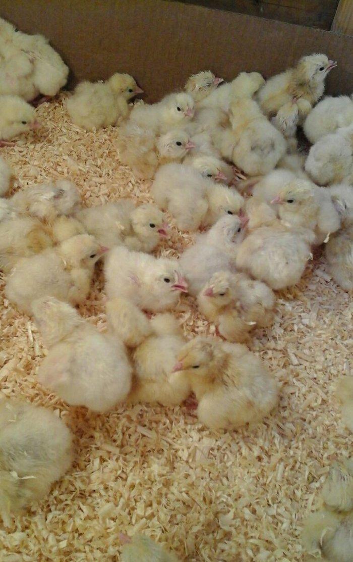 inkubator yigilir, tam avtomatik is rejimine malikdir. her bir sey avt