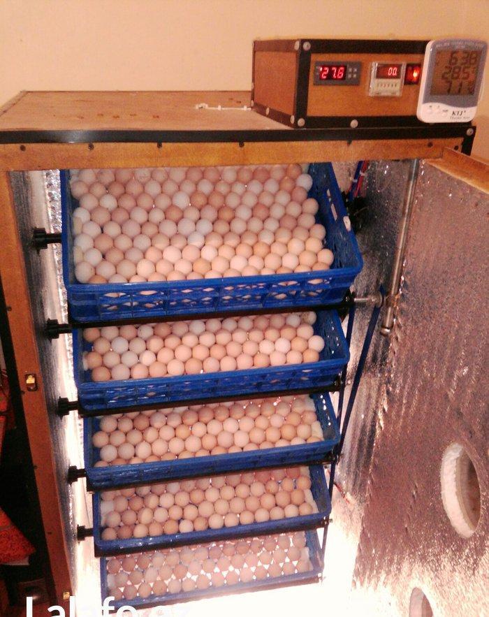 inkubator ustasi. butun nov inkubatorlarin yeniden qurulmasi ve yeni d