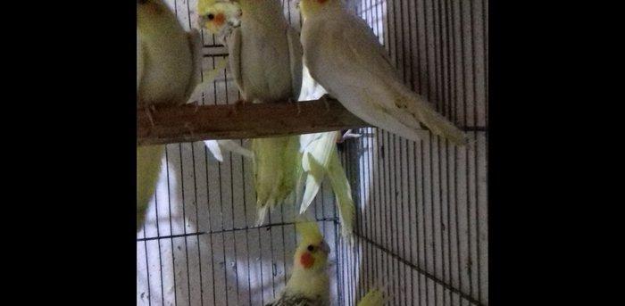 saqlam, cox aktiv quslardir, 6 aydan yuxari olan  korellalardir, real