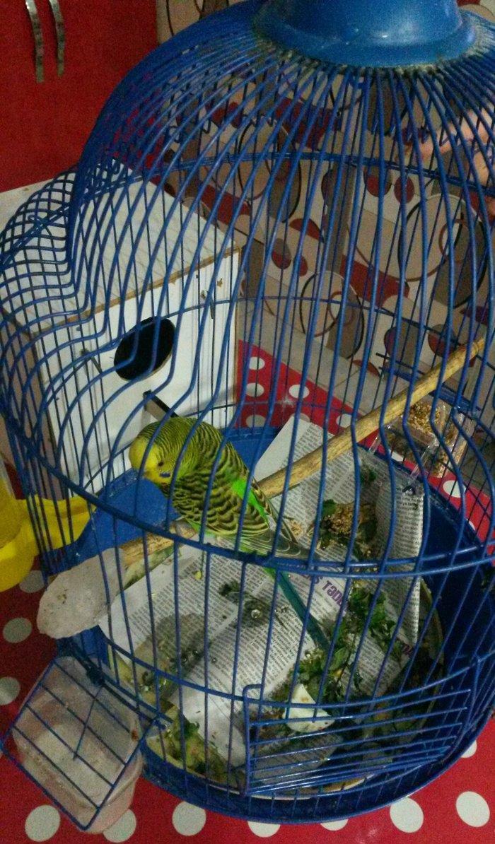 Cüt papuqay. Dişi 6 yumurta üstündəqəfəs yuva bir yerdə satılır whatsa