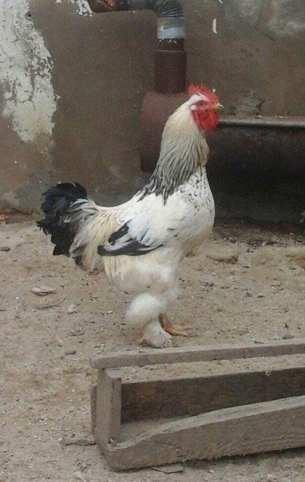 1yas6 ayliq saqlam xoruz 60 azin son qiymeti qaldiqim yer pirallahi wa