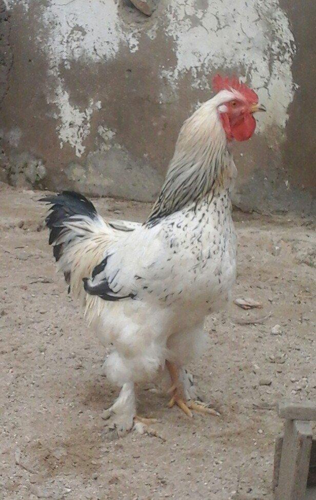 1yas6 ayliq saqlam xoruz 60 azin son qiymeti qaldiqim yer pirallahi wa