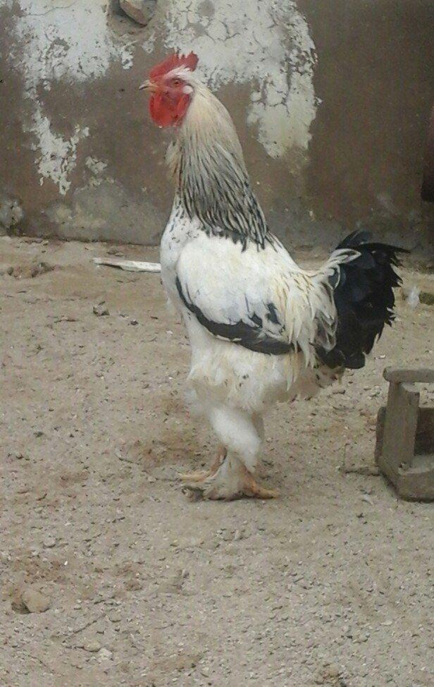 1yas6 ayliq saqlam xoruz 60 azin son qiymeti qaldiqim yer pirallahi wa