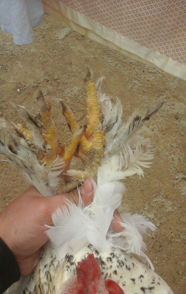 1yas6 ayliq saqlam xoruz 60 azin son qiymeti qaldiqim yer pirallahi wa