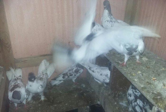 quşlar 4 cütdür.1 cüt ana 3 cüt baladan clxma.250 manat son qiymət.quş