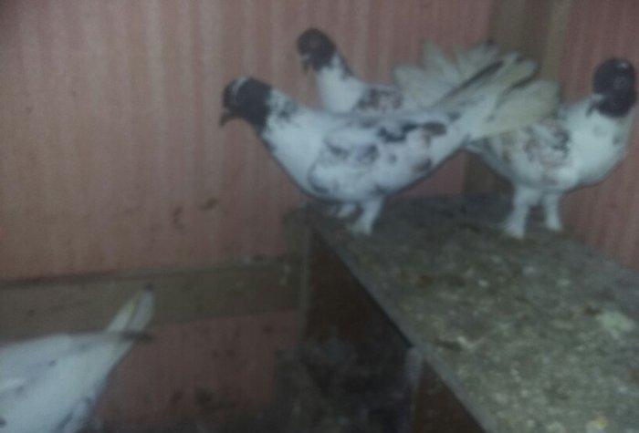 quşlar 4 cütdür.1 cüt ana 3 cüt baladan clxma.250 manat son qiymət.quş