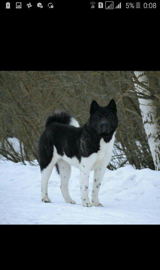 Amerikan akitasi satiram balalar tam saglamdir peyvendleri vurulub bal