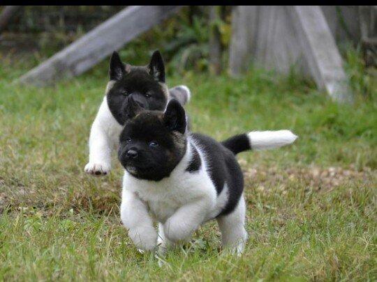 Amerikan akitasi satiram balalar tam saglamdir peyvendleri vurulub bal