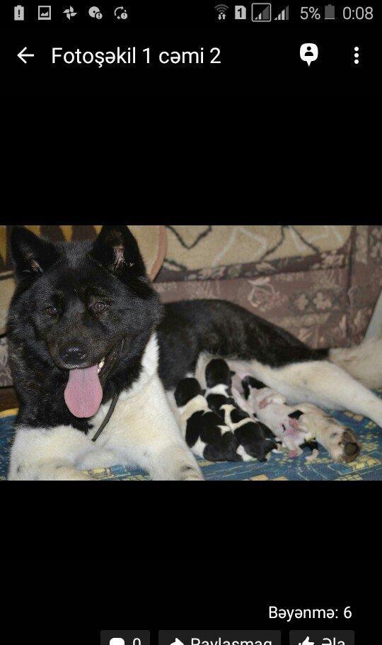 Amerikan akitasi satiram balalar tam saglamdir peyvendleri vurulub bal