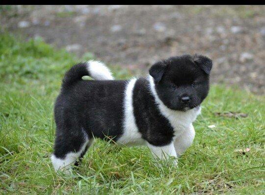 Amerikan akitasi satiram balalar tam saglamdir peyvendleri vurulub bal