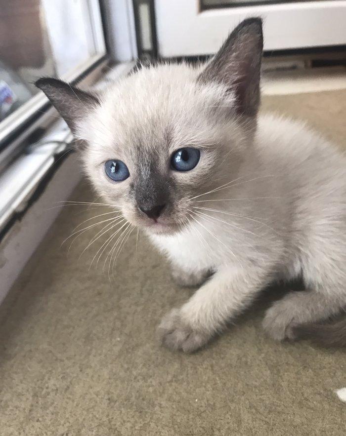 Сиамский котенок, девочка, 1 месяц, к лотку и корму приучена, домашняя