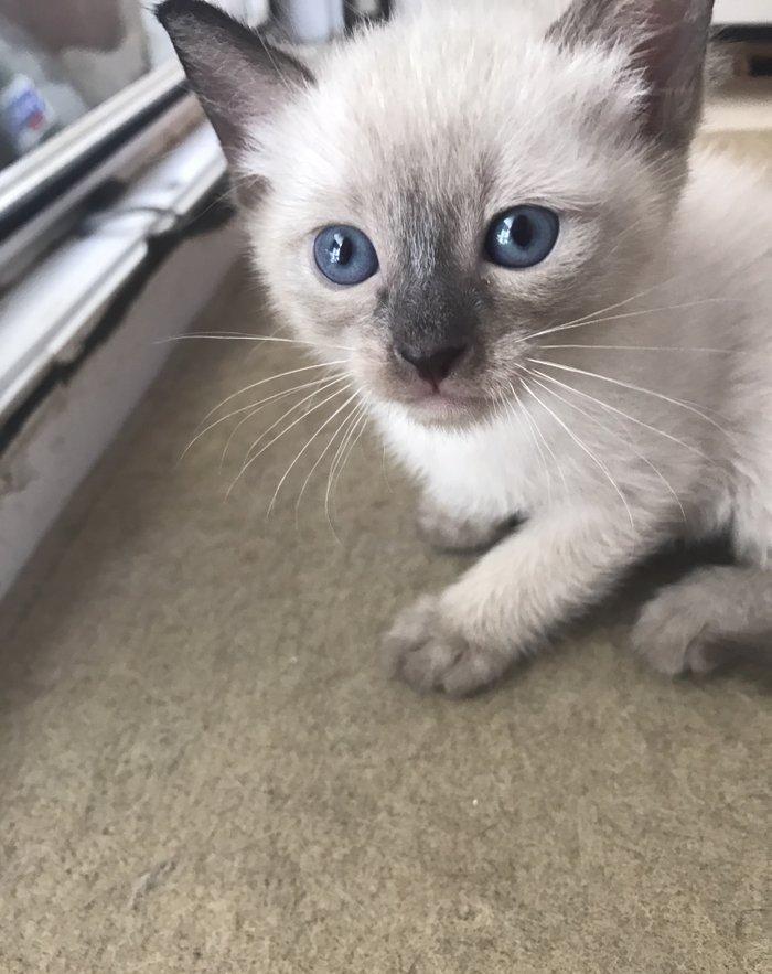 Сиамский котенок, девочка, 1 месяц, к лотку и корму приучена, домашняя