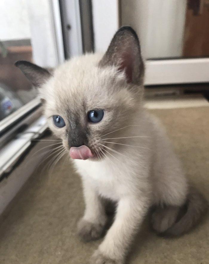 Сиамский котенок, девочка, 1 месяц, к лотку и корму приучена, домашняя