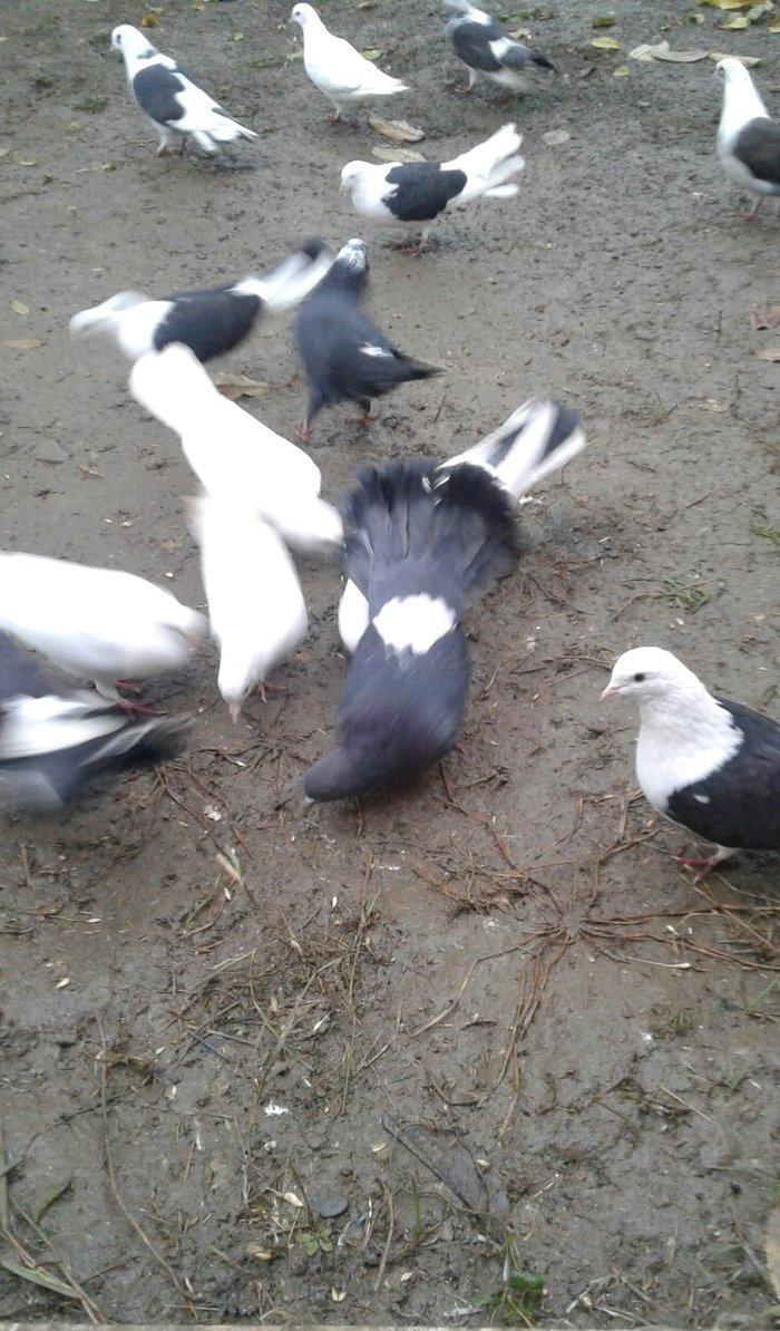 Ev göyərçinləri, qara, ağ, qara - ağ, ünvan Quba şəhər Cəfər Cabbarlı