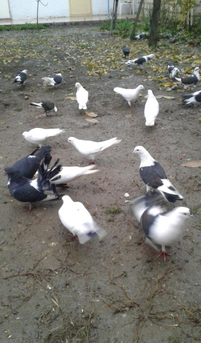 Ev göyərçinləri, qara, ağ, qara - ağ, ünvan Quba şəhər Cəfər Cabbarlı