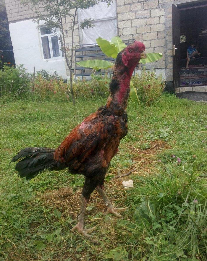 heyrati Ozbek. bu cutun balalari satilir sekilde gorunen cuceler 2 ayl