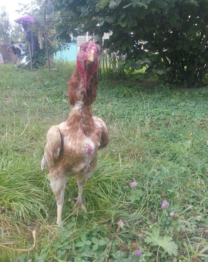 heyrati Ozbek. bu cutun balalari satilir sekilde gorunen cuceler 2 ayl