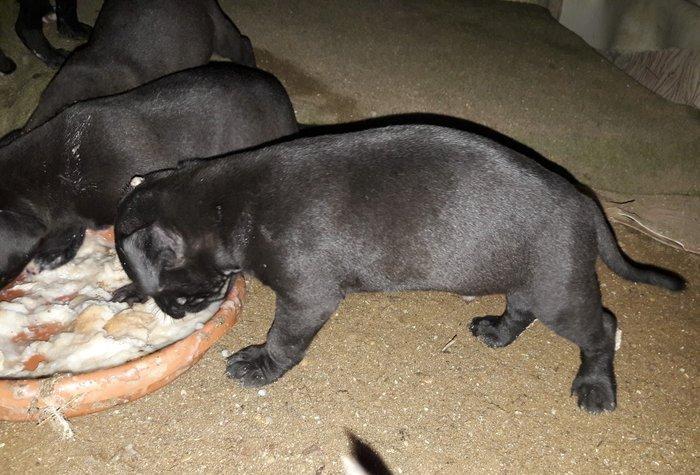 Erkek Pitbull Balasi Satilir son 1 qara bala qalib.Drak ve Ce****anin