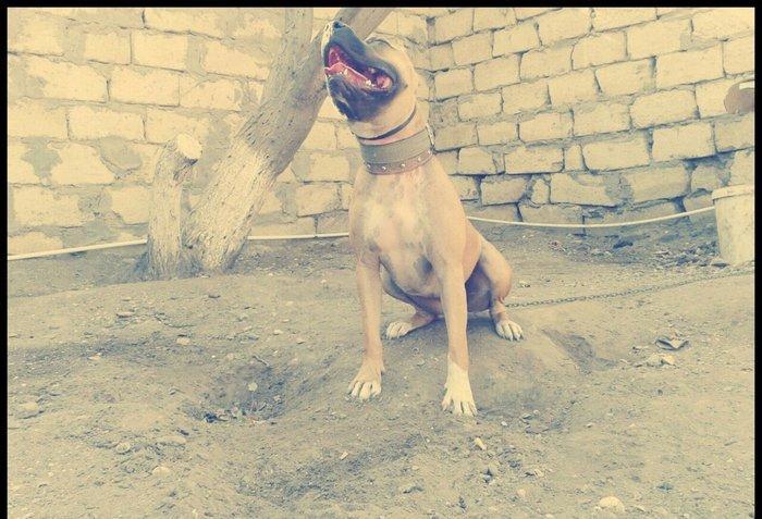Erkek Pitbull Balasi Satilir son 1 qara bala qalib.Drak ve Ce****anin