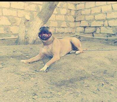 Erkek Pitbull Balasi Satilir son 1 qara bala qalib.Drak ve Ce****anin