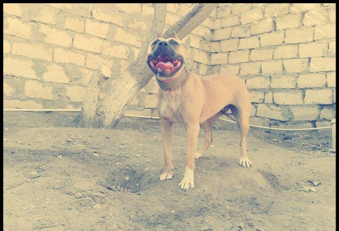 Erkek Pitbull Balasi Satilir son 1 qara bala qalib.Drak ve Ce****anin