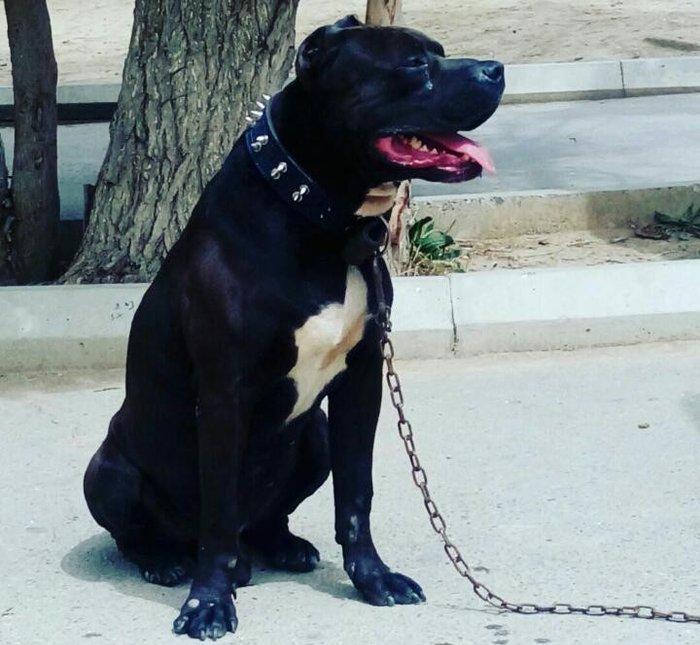 Erkek Pitbull Balasi Satilir son 1 qara bala qalib.Drak ve Ce****anin