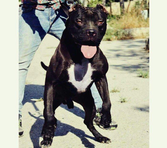 Erkek Pitbull Balasi Satilir son 1 qara bala qalib.Drak ve Ce****anin