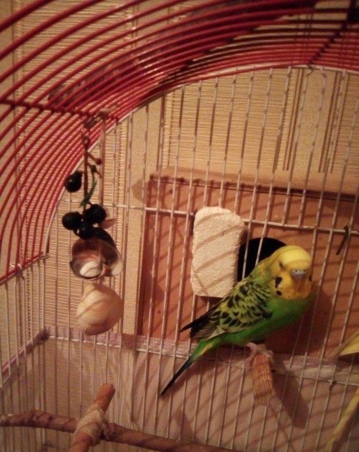 Зелёный попугай, возраст 1 год. С одной лапкой но абсолютно здоровый н