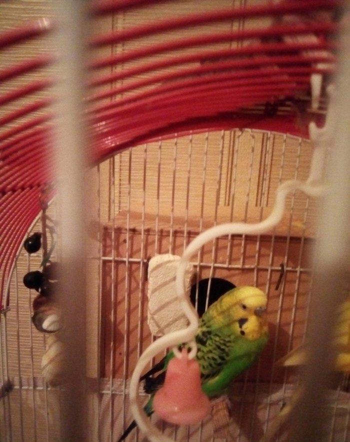 Зелёный попугай, возраст 1 год. С одной лапкой но абсолютно здоровый н
