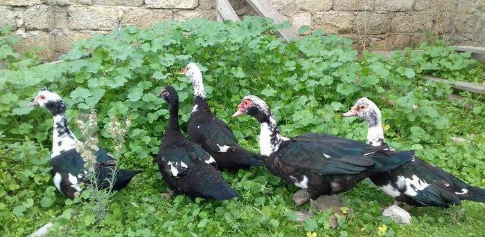 5 denesi bir erkek dört dişi 100 manat satılır amerika cinsidir tecili