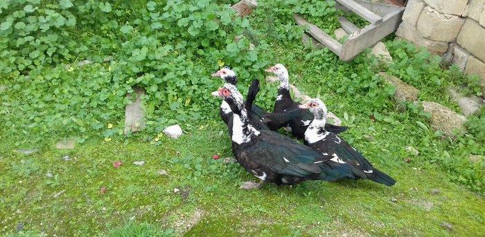 5 denesi bir erkek dört dişi 100 manat satılır amerika cinsidir tecili