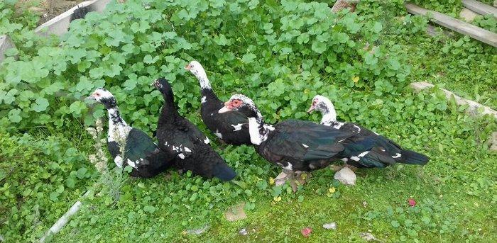 5 denesi bir erkek dört dişi 100 manat satılır amerika cinsidir tecili