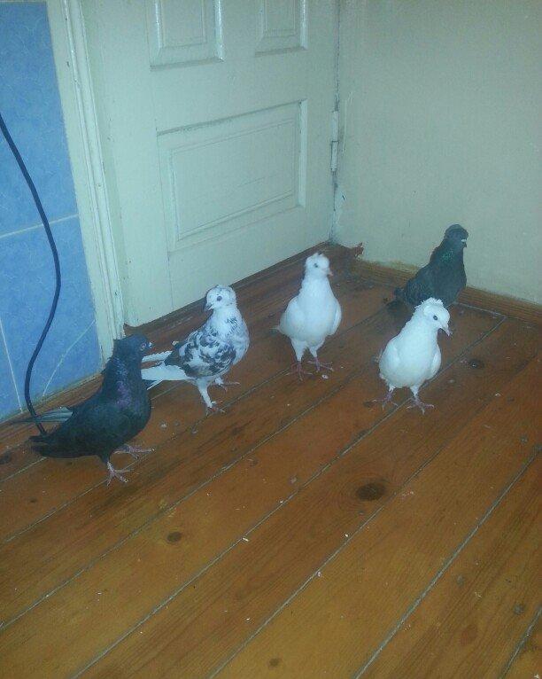 kekililer 12 13 14 tukler beside mayadi optum qiymete gore narahat etm