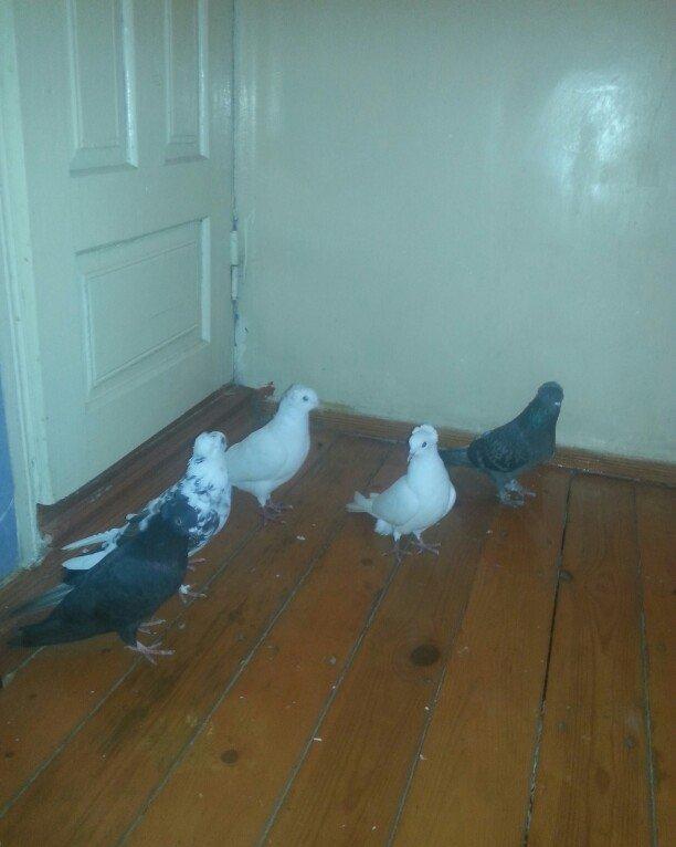 kekililer 12 13 14 tukler beside mayadi optum qiymete gore narahat etm